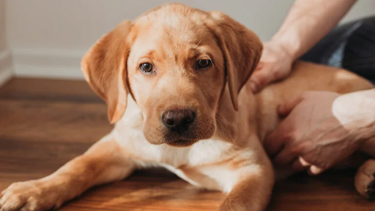 Försäkring husdjur