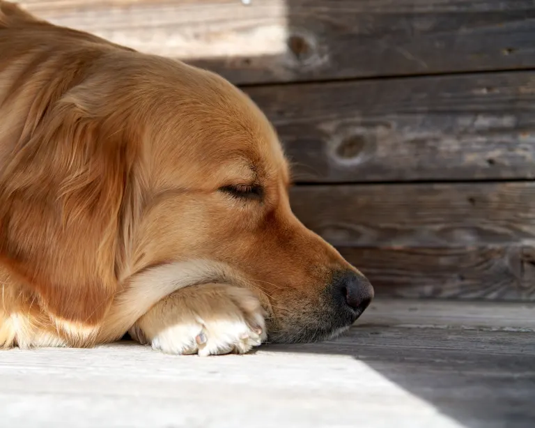 Golden retriever som vilar med huvudet på tassarna på en träaltan