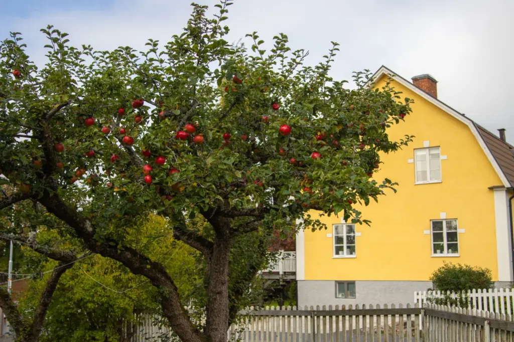Gul villa med vita fönster bakom ett äppelträd med röda äpplen och ett vitt staket, ett hus som kan anslutas till fiber