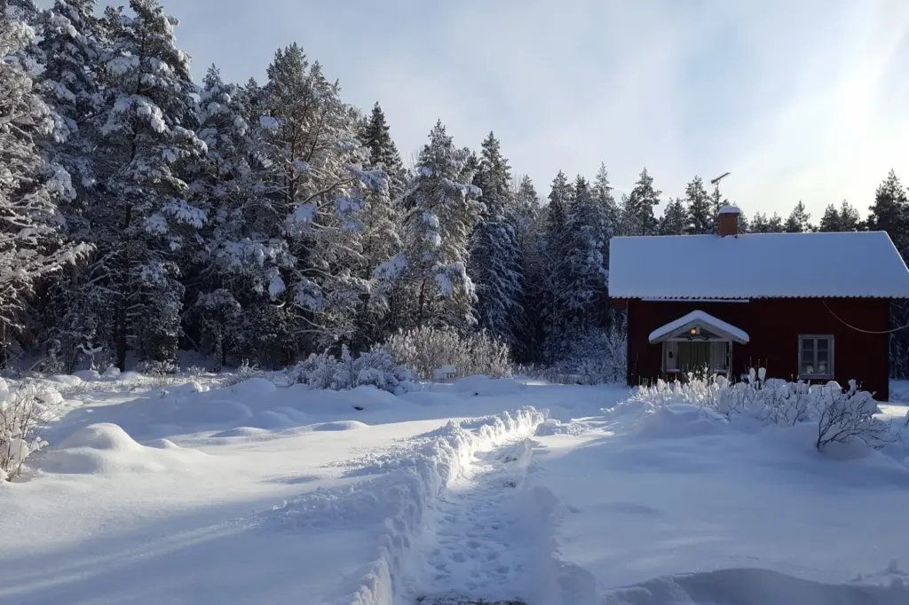 Röd stuga med snötäckt tak i en vit granskog, med en skottad gång genom djup snö fram till fritidshuset