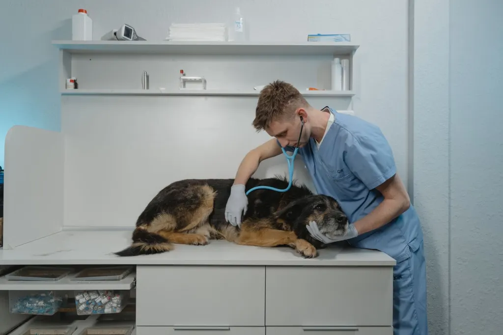 Veterinär lyssnar med stetoskop på en hund som ligger på undersökningsbordet