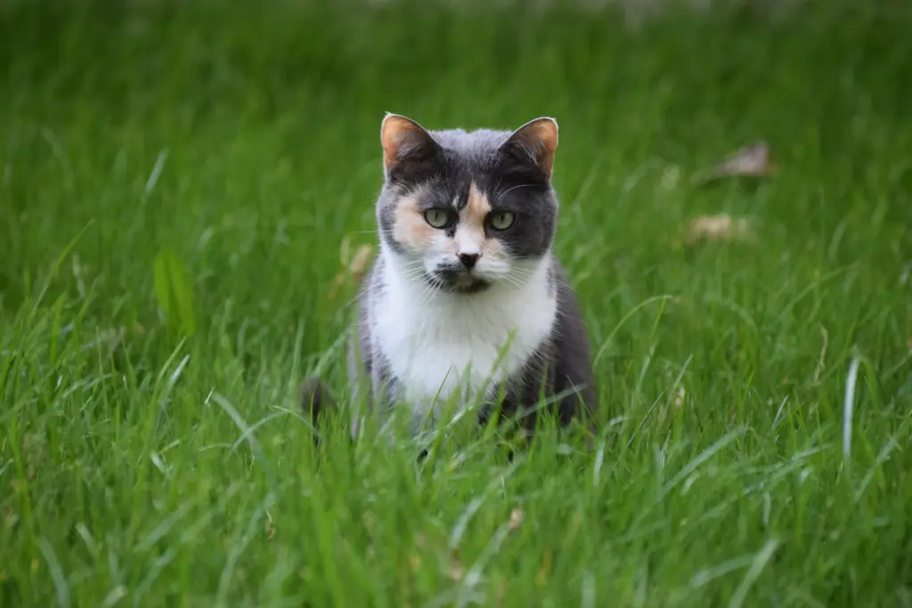 Trefärgad katt sitter i högt grönt gräs utomhus och tittar mot kameran