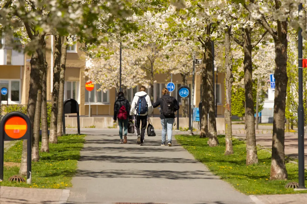 Tre studenter med ryggsäckar går längs en allé med blommande körsbärsträd i Jönköping
