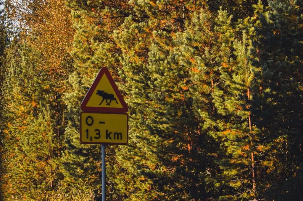 Varningsskylt för älg vid en skogsväg med tallar i höstfärger