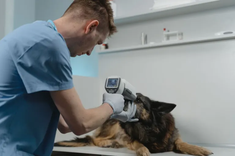 Veterinär undersöker en schäferhund med ett diagnosinstrument på en klinik, veterinärvård är den största kostnaden en hundförsäkring ska täcka
