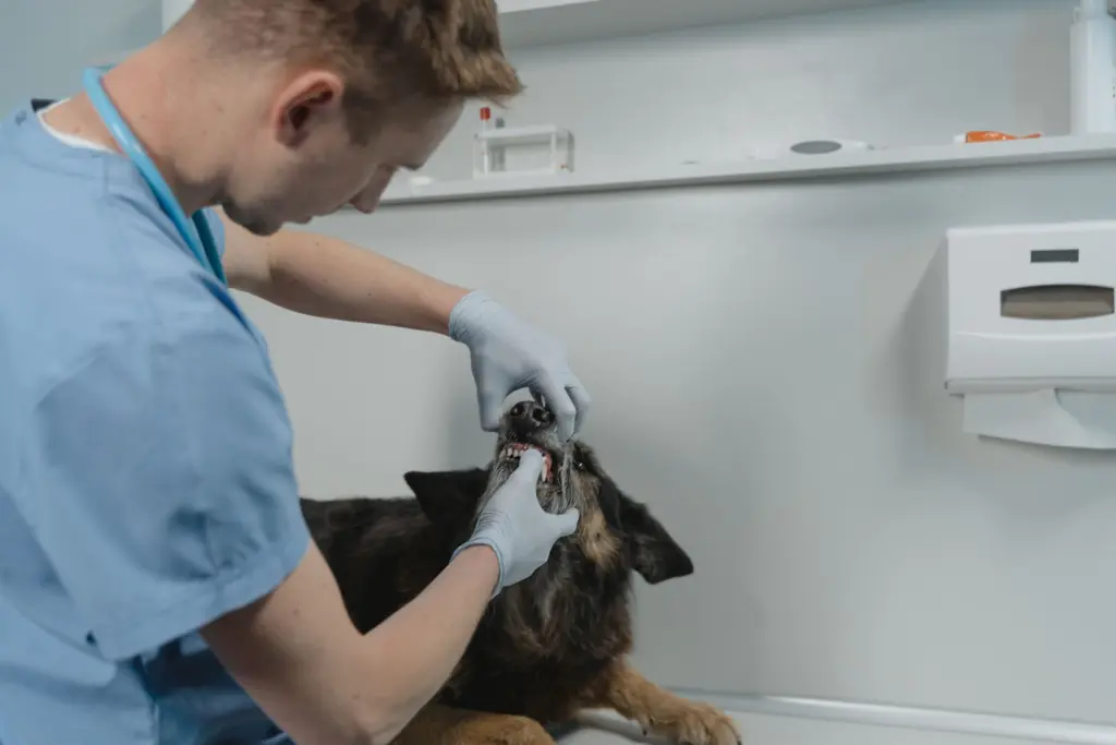 Veterinär i blå arbetskläder undersöker tänderna på en schäferhund på kliniken