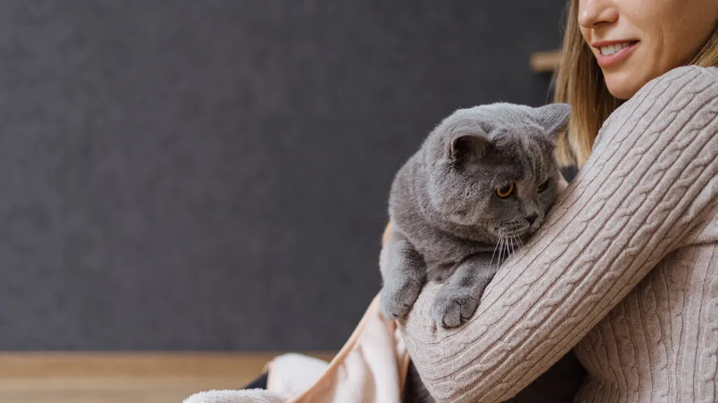 Grå katt vilar tryggt i famnen på en person i stickad tröja, en bild för kattförsäkring
