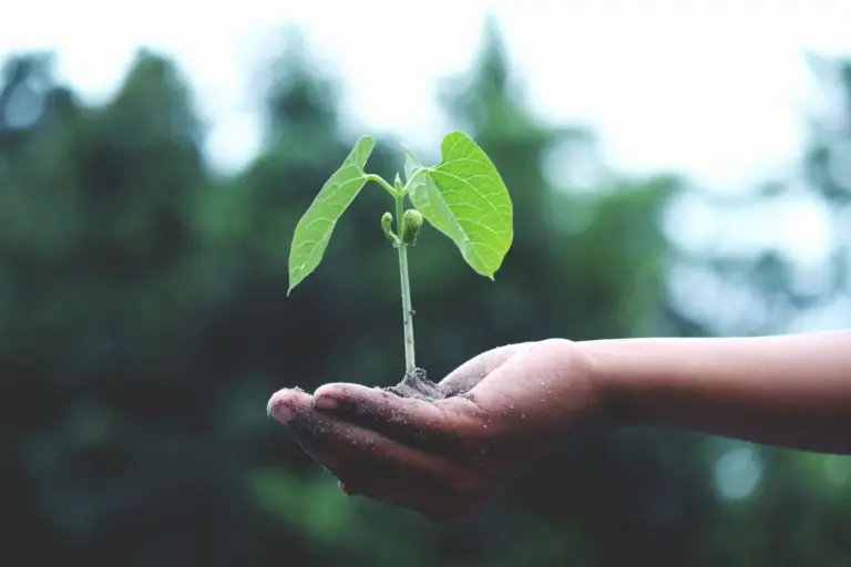 Liten planta i en kupad hand, som premiepensionens fondsparande som växer år efter år i PPM-fonder