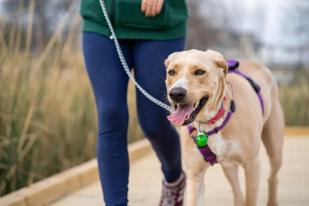 Person går en promenad med en ung hund i koppel, ett nytt husdjur att försäkra